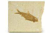 Detailed Fossil Fish (Knightia) - Wyoming #340836-1